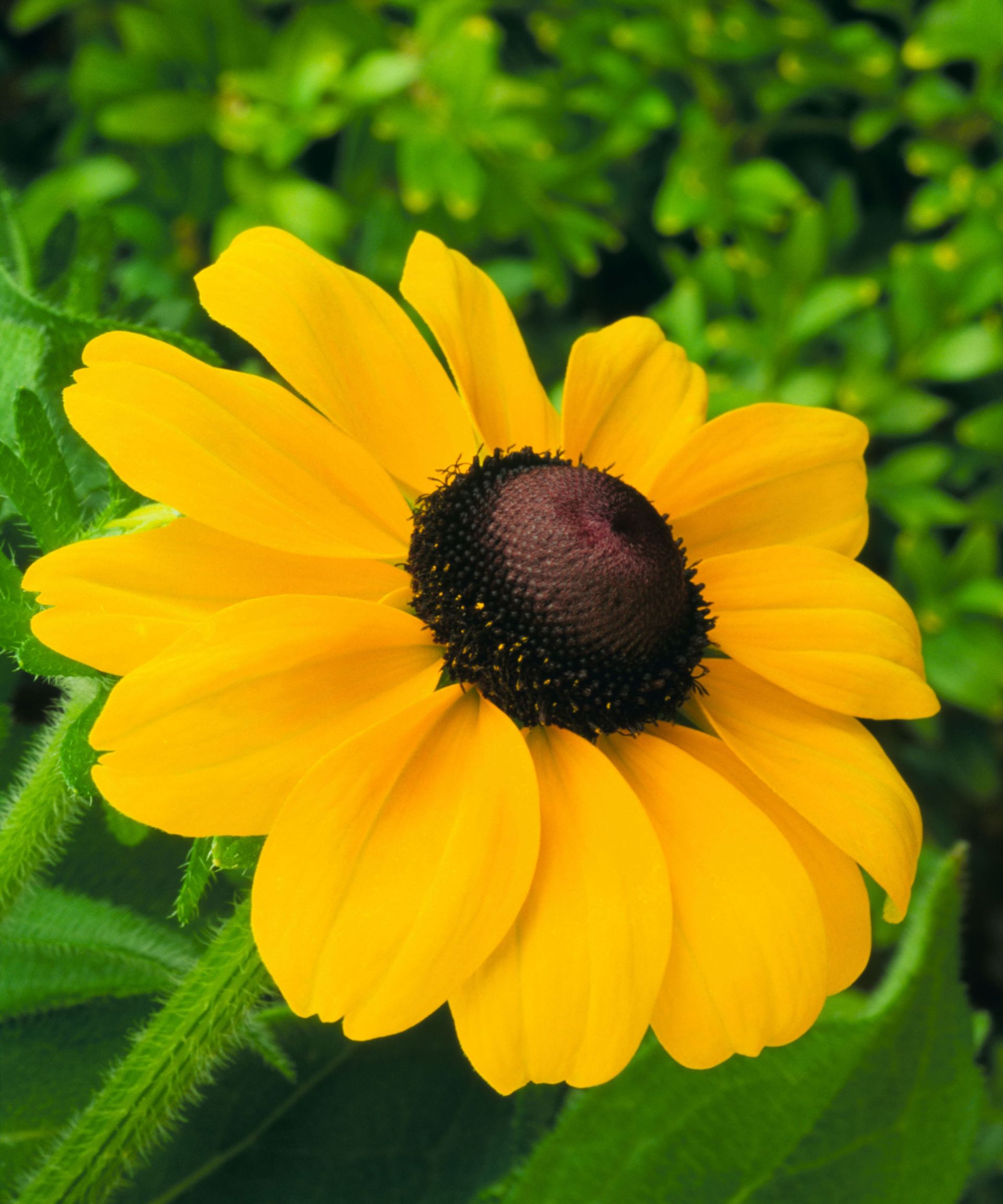 Toto Rudbeckia