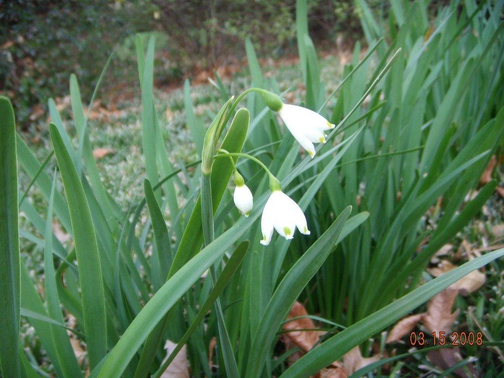 Summer Snowflake Bulb Flowers