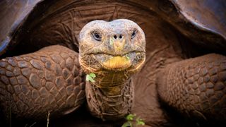 Close up of Galapagos giant tortoise in San Cristobal, Galapagos Island.