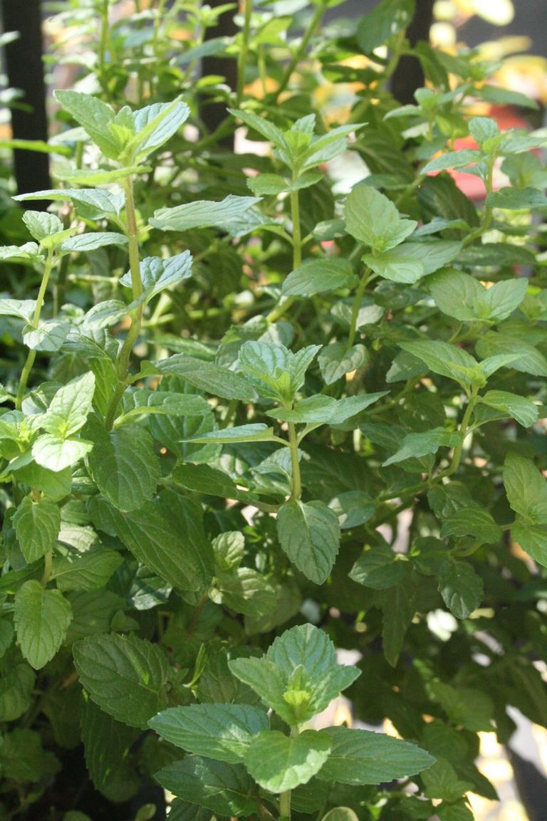 Invasive Herbs - Herbs That Can Be Invasive | Gardening Know How