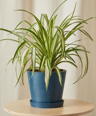 Spider plant in blue pot from Bloomscape