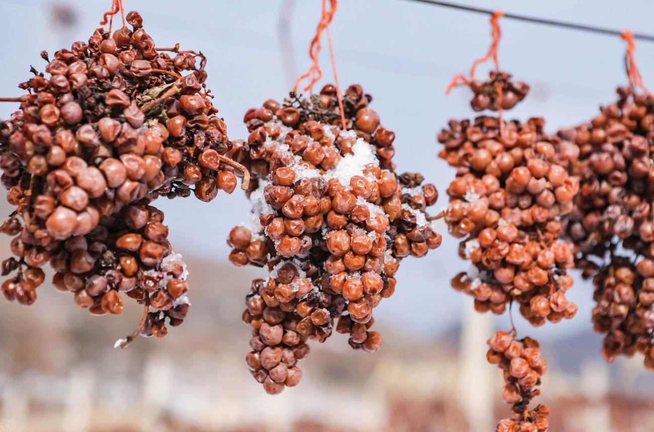 Golden-Icewine-Valley-Vidal-grape.jpg