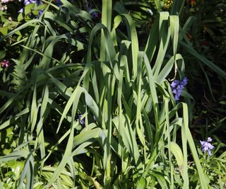 Babington leek plants growing in a garden in England