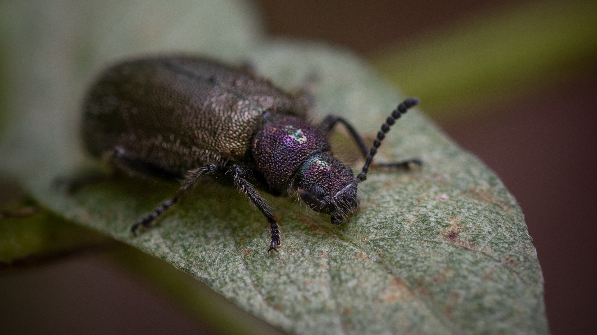 Only adult Lagria beetles carry symbiotic bacteria that are deposited on beetle eggs.