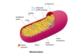 The parts of a mitochondrion.