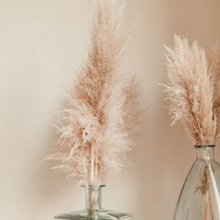 pampas grass in glass vases