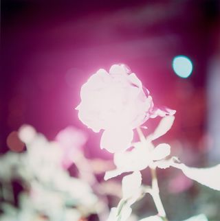 Untitled, from the series 'Illuminance' 2009 Copyright Rinko Kawauchi