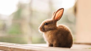 Small rabbit with large ears — Best small pets