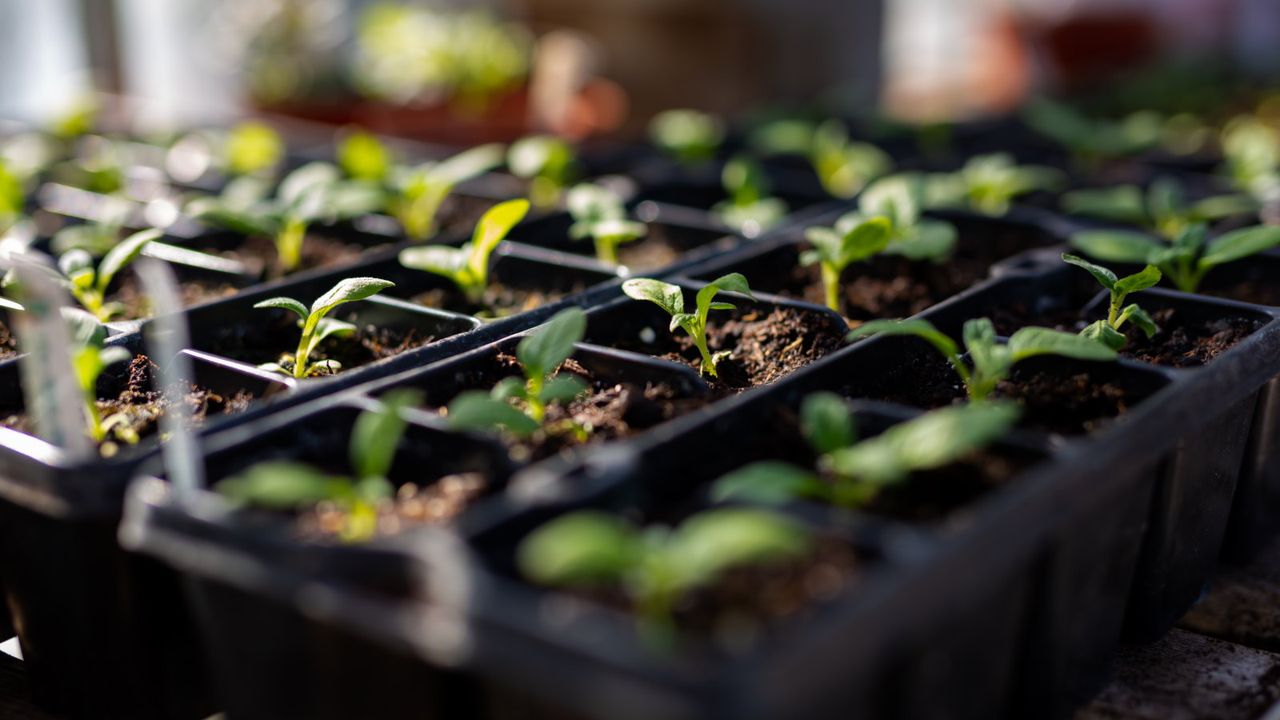 Vegetable seedlings in a greenhouse