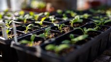 Vegetable seedlings in a greenhouse