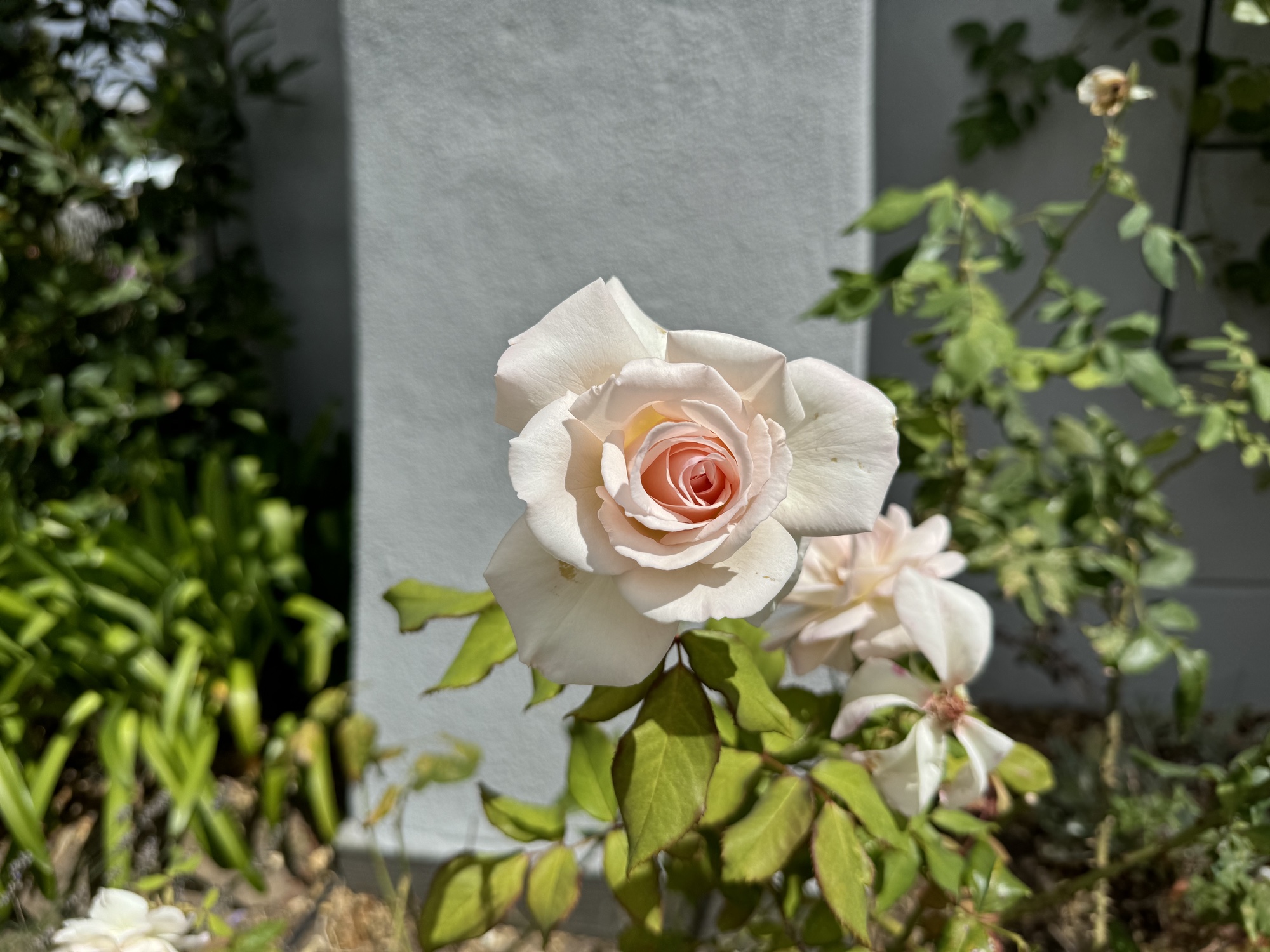 rose photo by iphone 15 pro