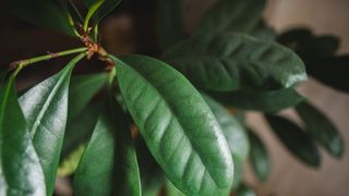 ficus cyathistipula