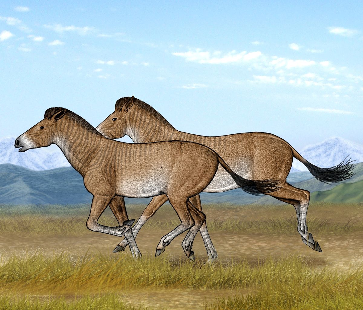 Two Zanda horses are running fast in their open steppe habitat of the Tibetan Plateau 