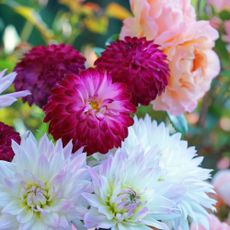 Dahlia and roses, Germany, Eifel.