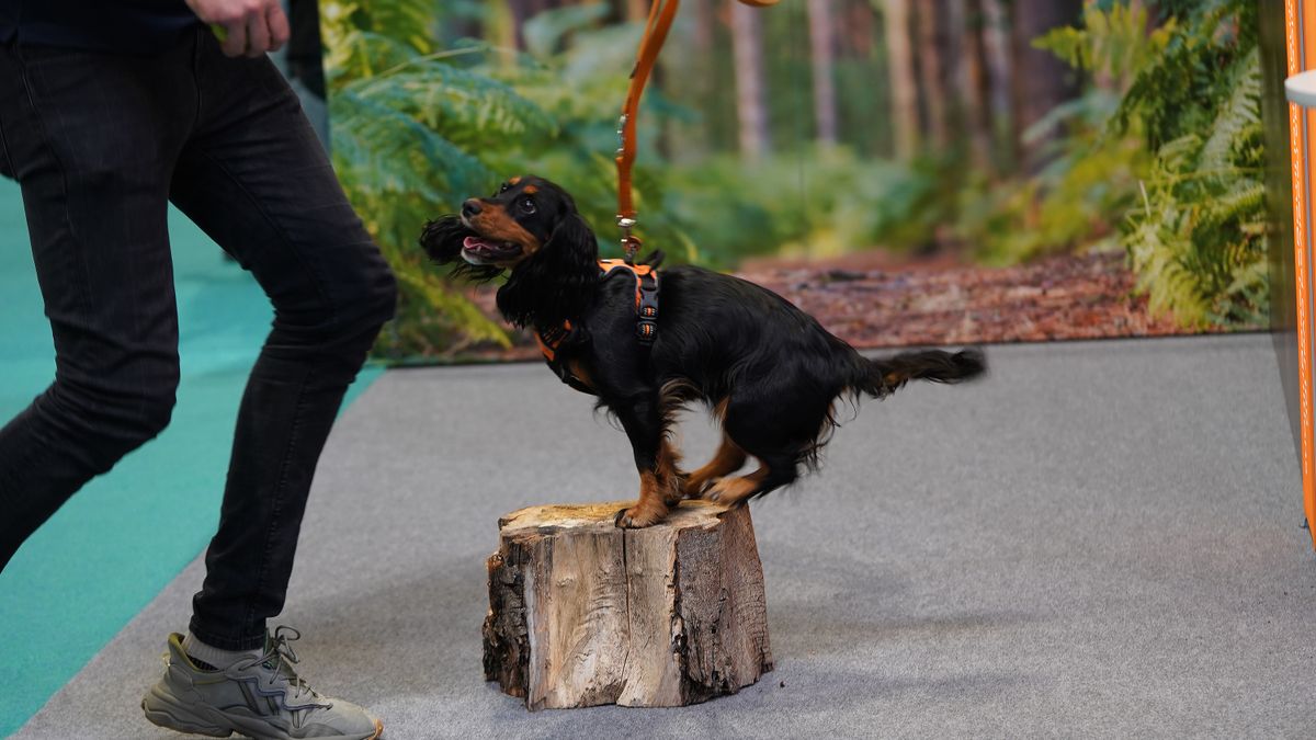 Dogs that stole our hearts at The Photography Show 2022