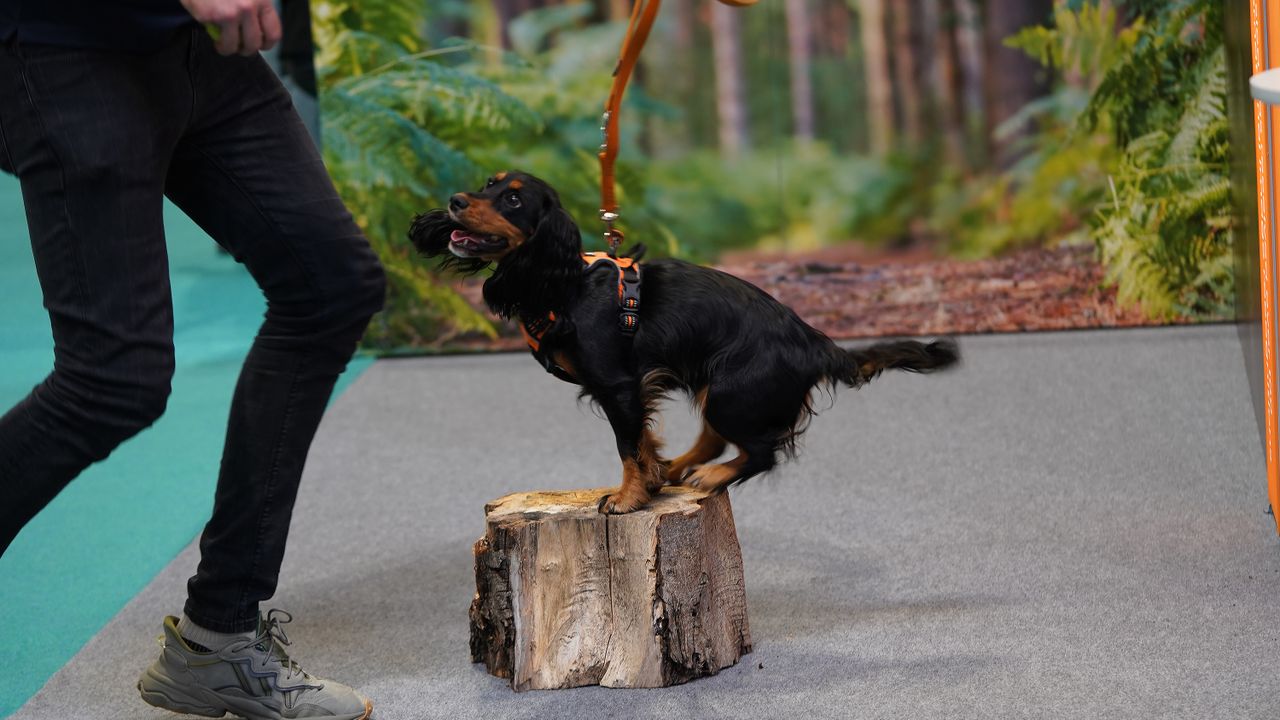Dogs that stole our hearts at The Photography Show 2022