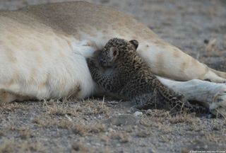 There are cases of mountain lion and leopard mothers adopting cubs within their own species, but it's unheard of for a big cat to nurse a cub from another species, Hunter told Live Science.