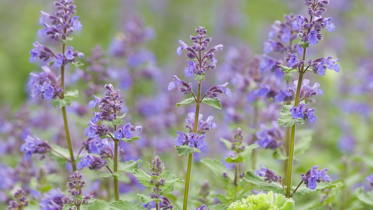 Best mosquito repellent plants: use these as a natural mosquito