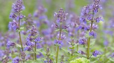 nepeta also known as catmint is one of the best mosquito repellent plants
