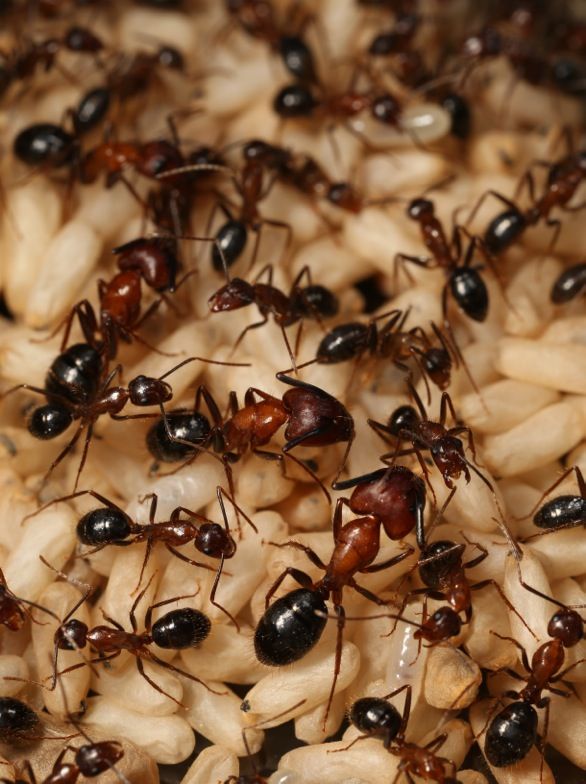 Supersniffing Ants Smell Things Humans Can T Live Science   25oBqSL3f7zeUX774tZMHd 1200 80 