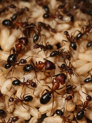 Ant Colony