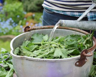 fertilizer being made from nettles and water