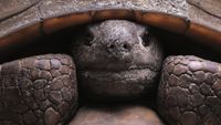 Turtle.