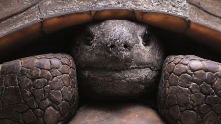 Turtle. 