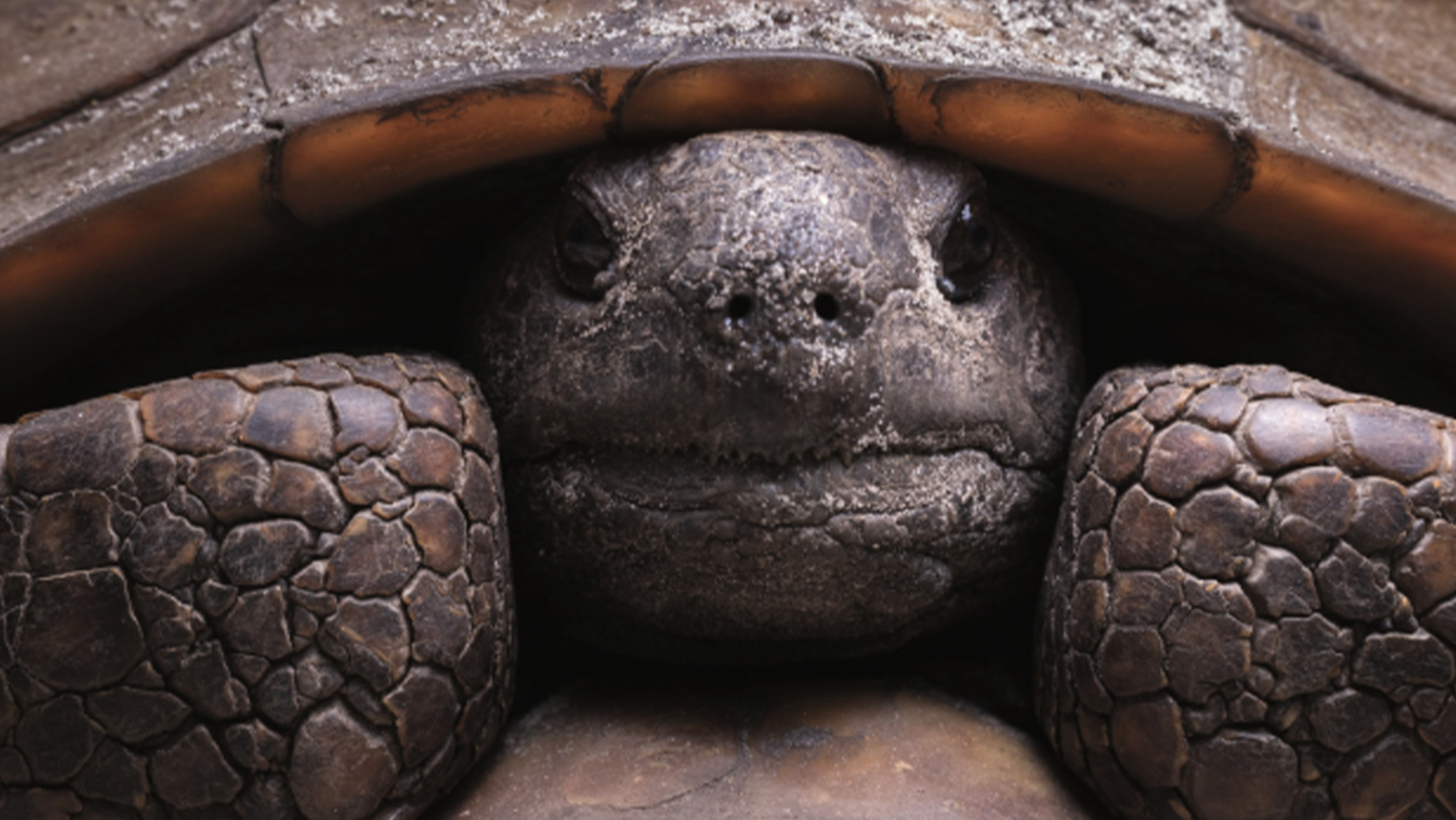 Turtle.