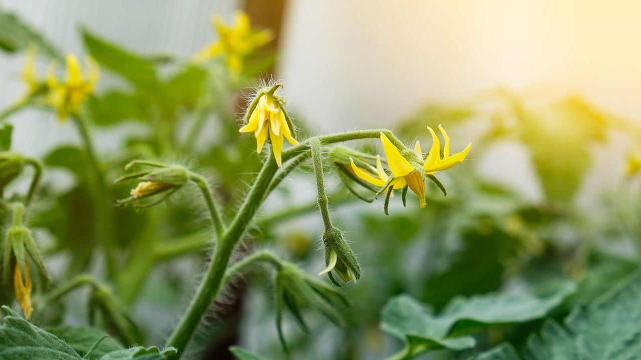 Yellow tomato flowers on plants 