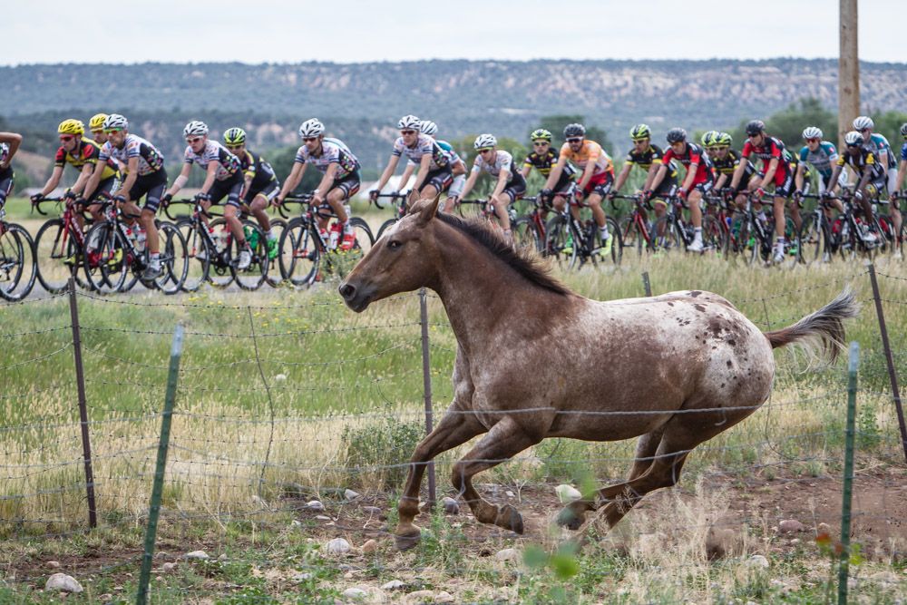 A horse gets riled up as the peloton passes.