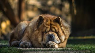 Chow chow sleeping