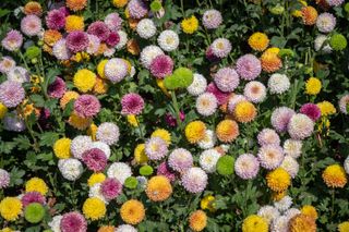 A patch of chrysanthemum flowers