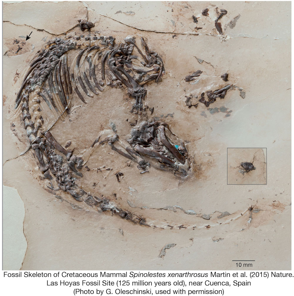 The fossilized remains of Spinolestes xenarthrosus, a furry, rat-sized mammal.