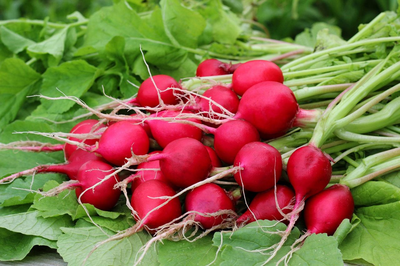 Pile Of Radish Plants