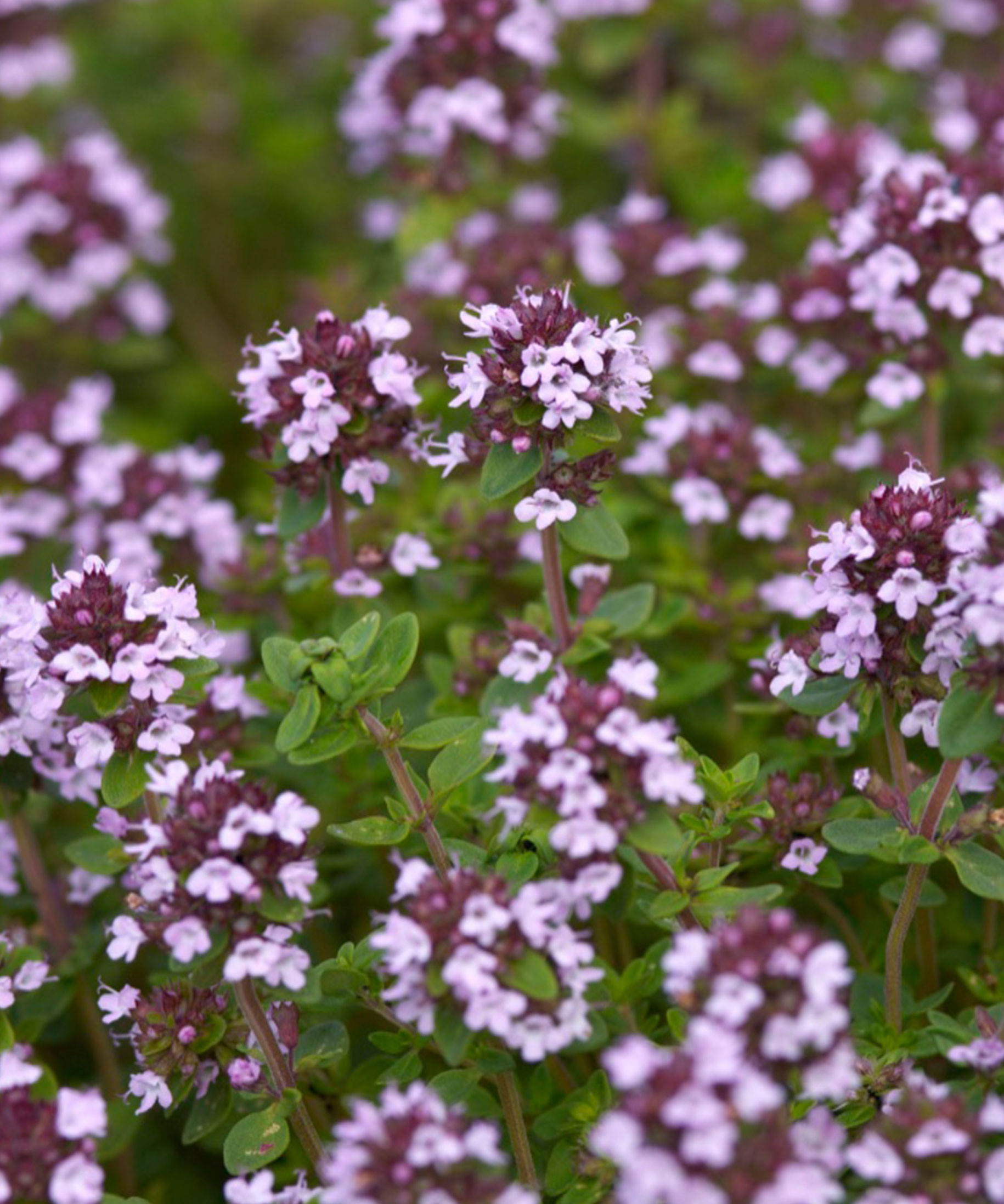 lemon thyme in flower