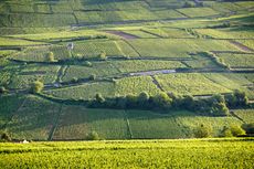 C&ocirc;te de Beaune 2020