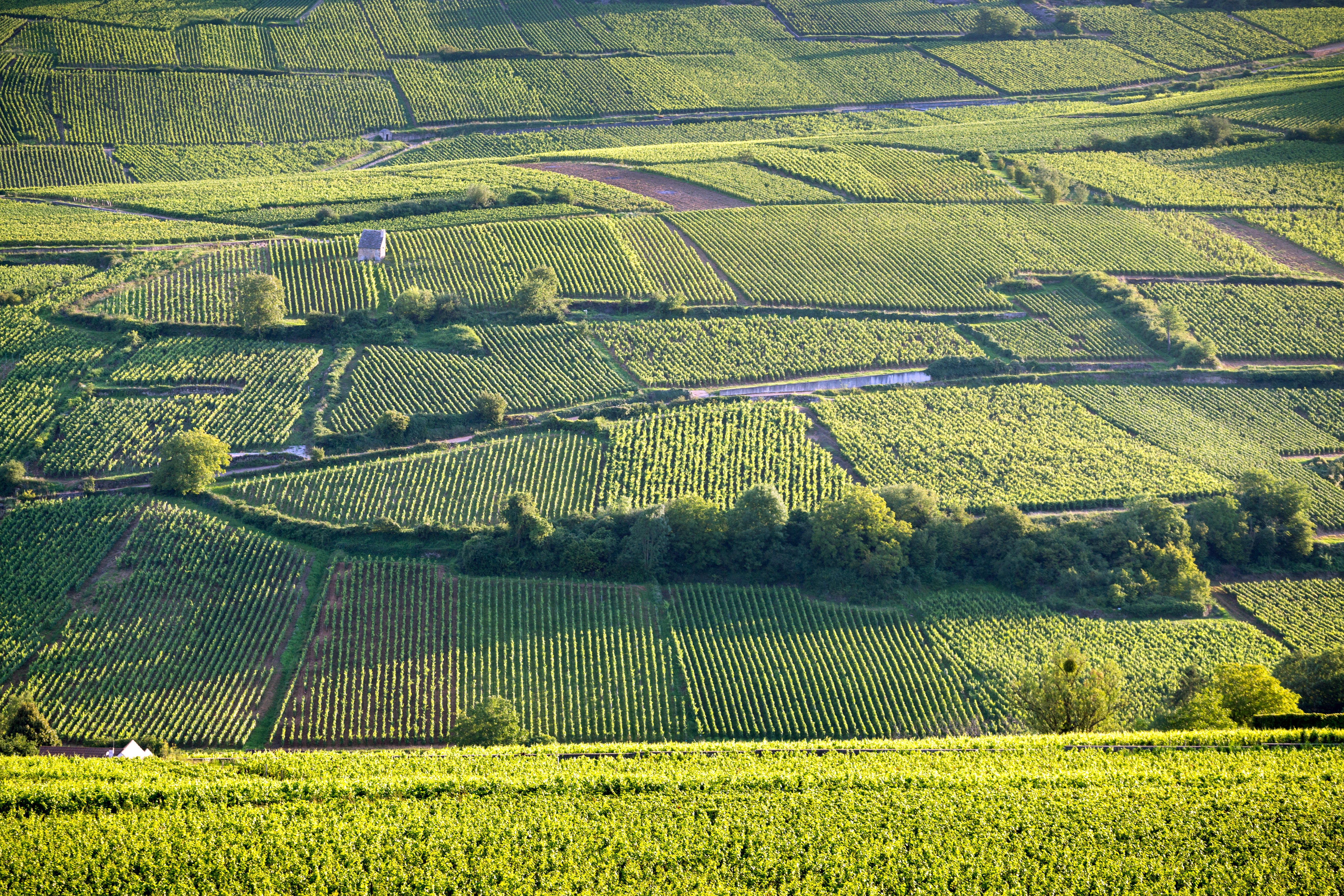 C&amp;ocirc;te de Beaune 2020