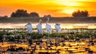 Pelicans at sunrise in the Danube Delta, Romania