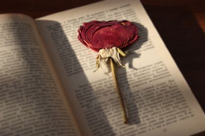 A book with a dried rose as a bookmark.