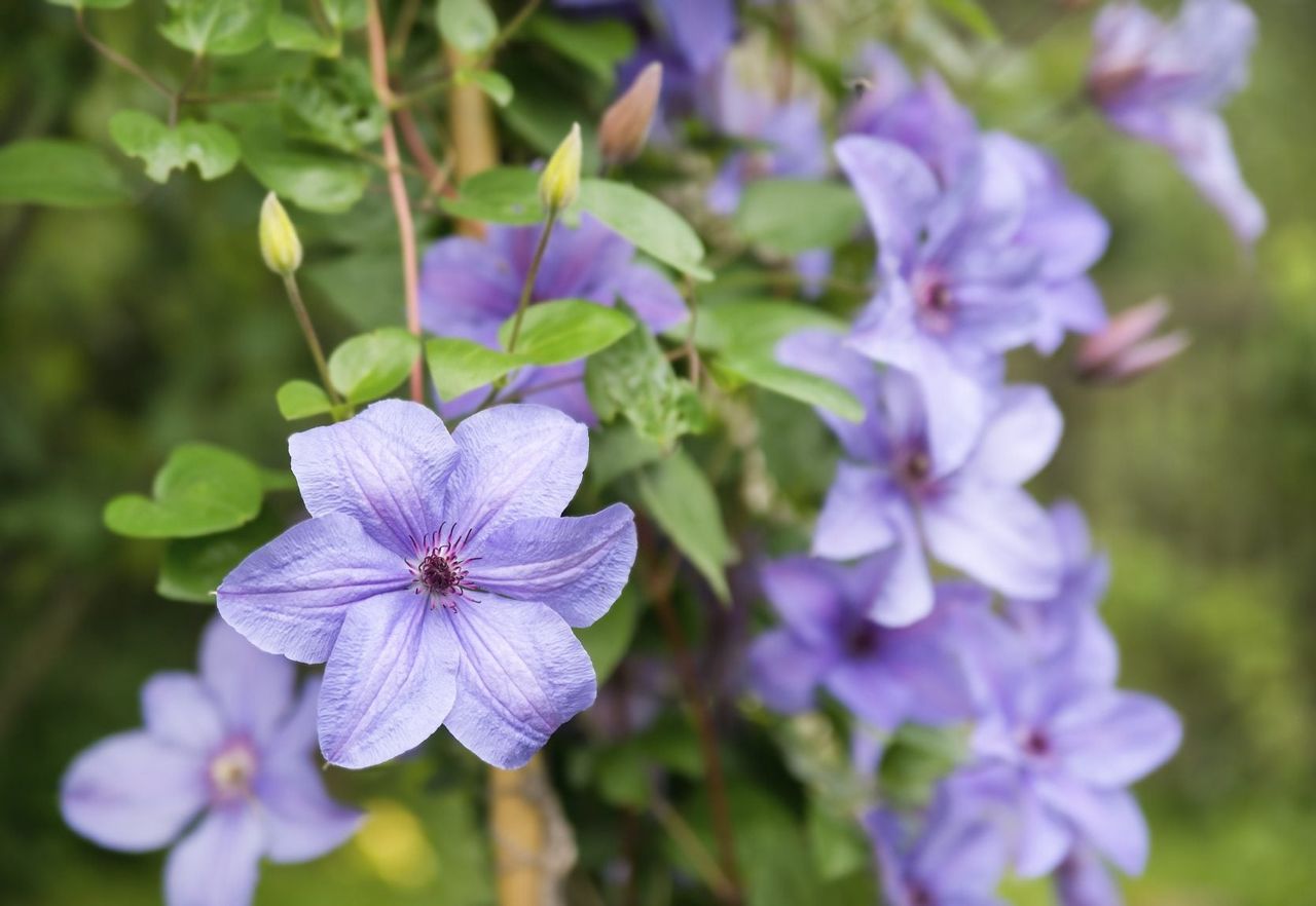 Purple Clematis Flowers