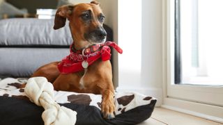 Dog lying in bed