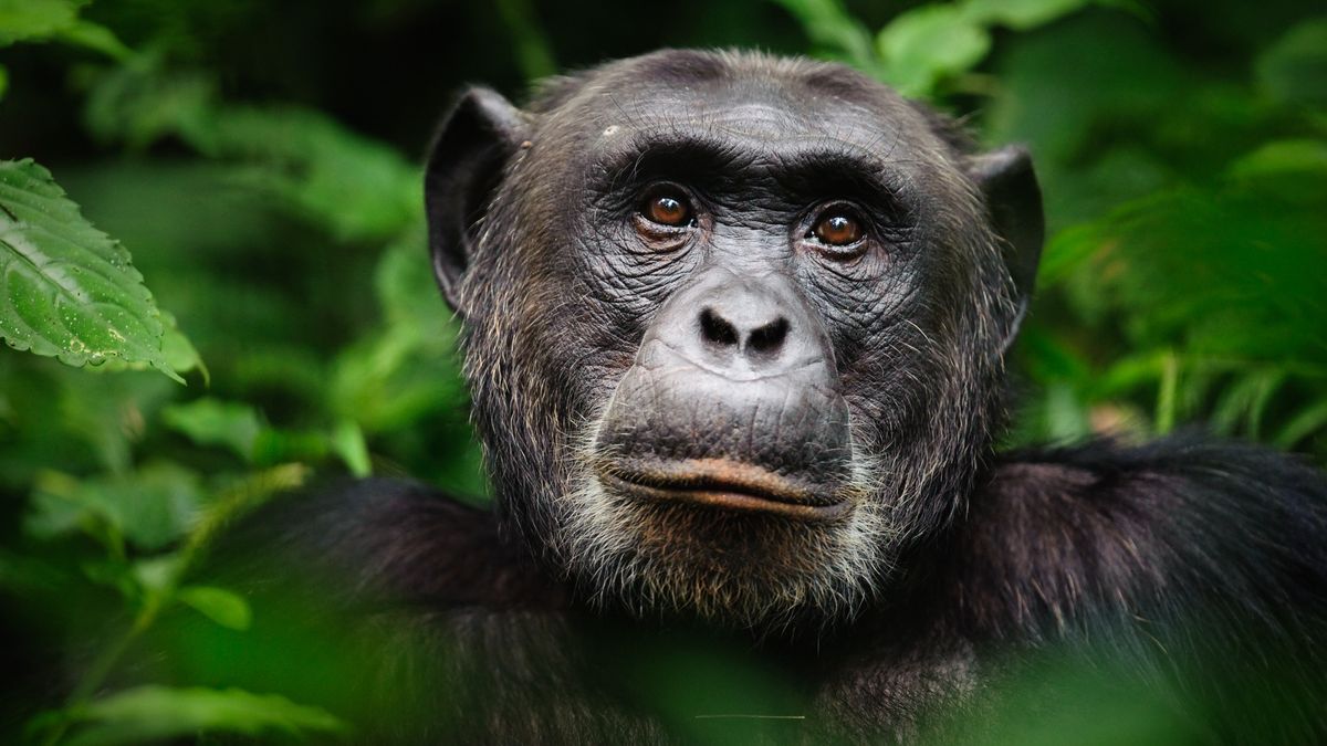 A closeup of a chimpanzee&#039;s face in Kibale Forest National Park, Uganda. 