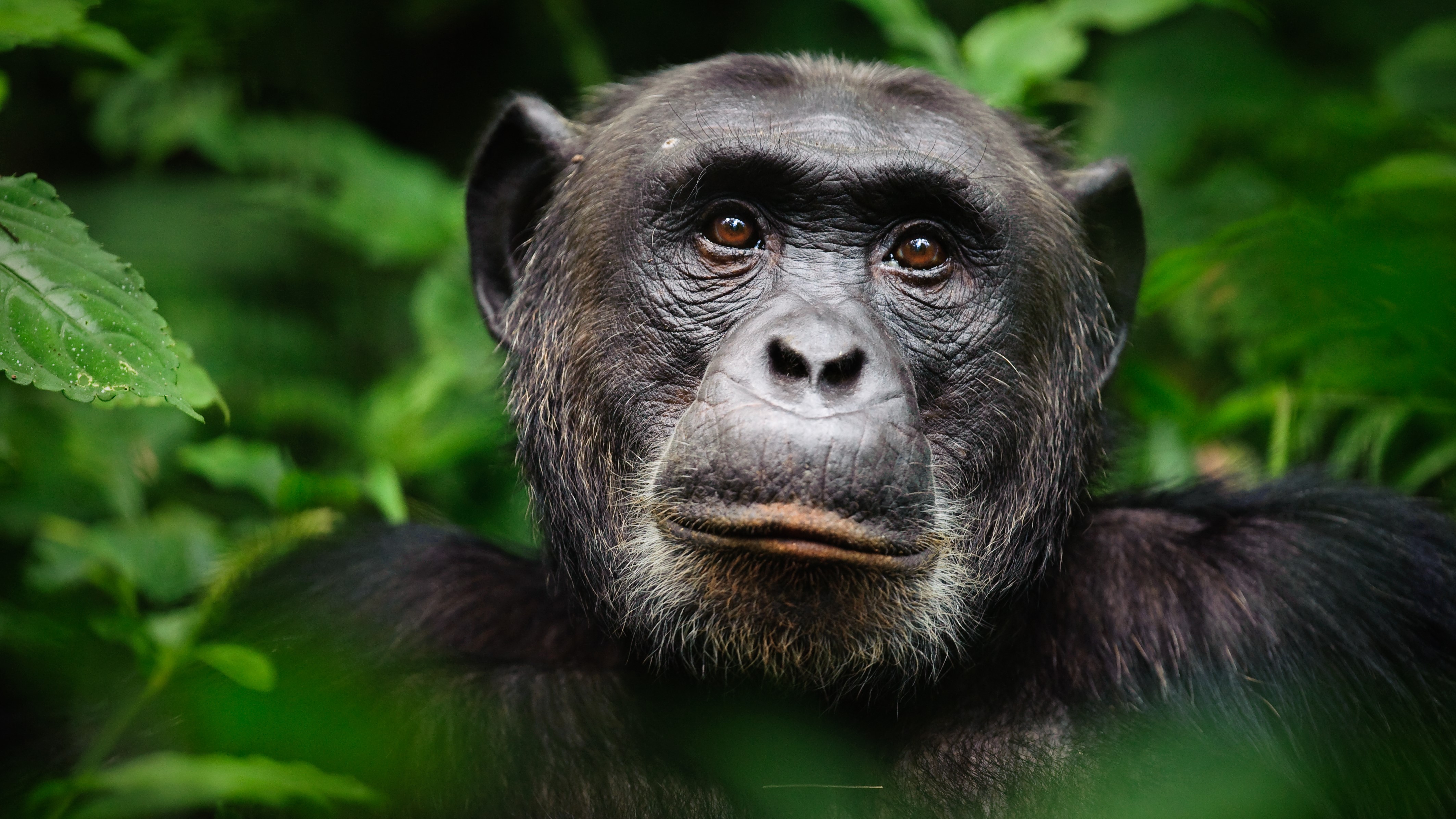 Chimpanzees: Intelligent, social and violent | Live Science