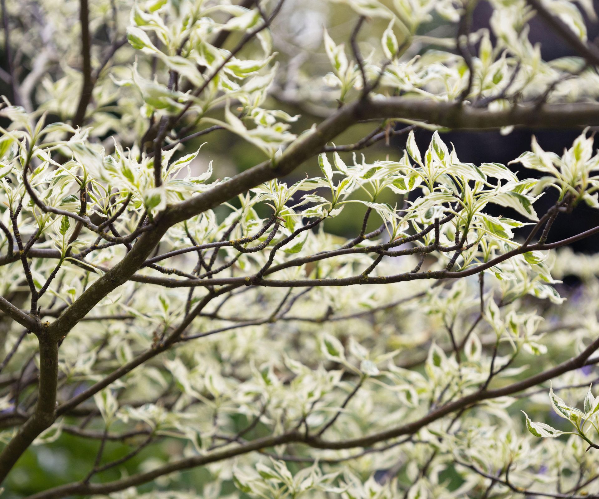 pagoda dogwood tree with variegated leaves