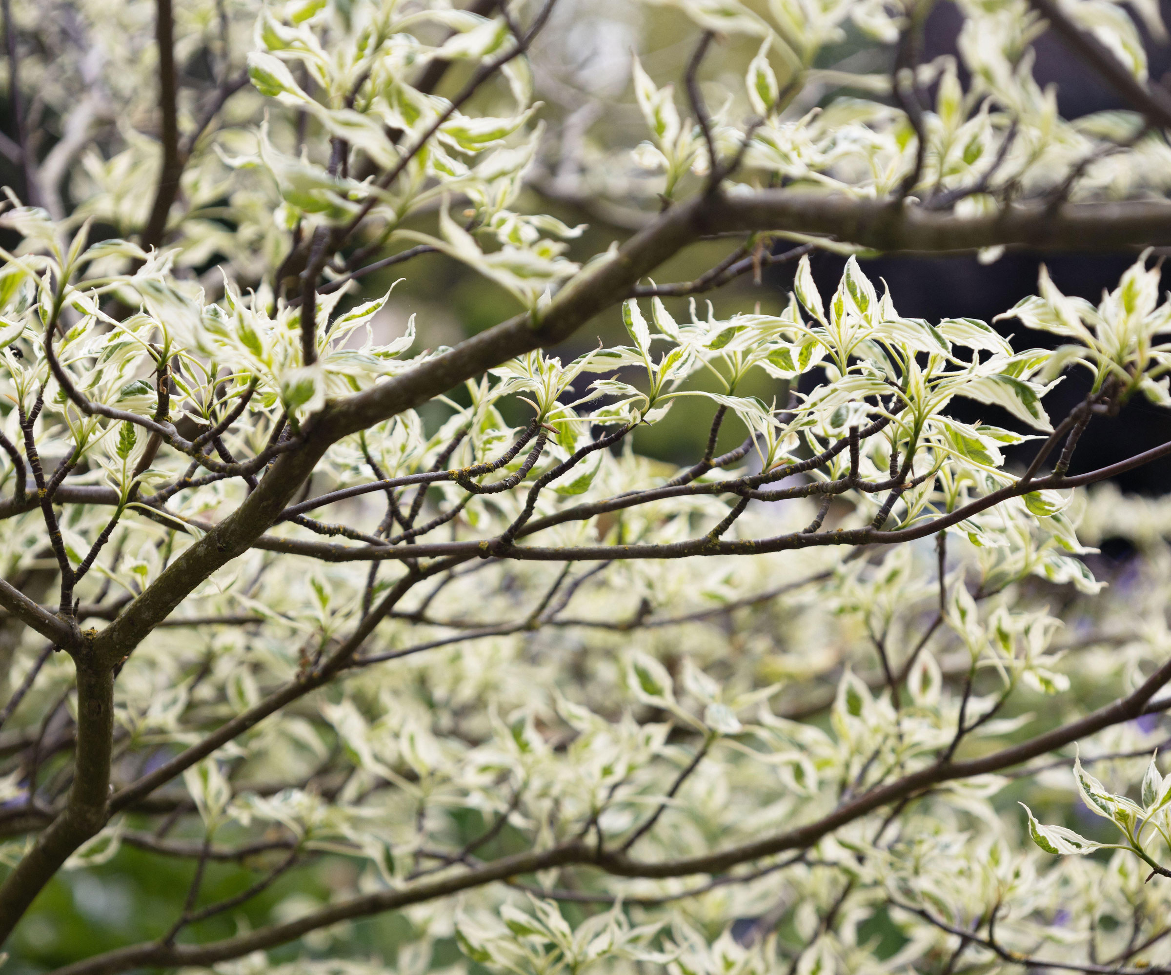 pagoda dogwood tree with variegated leaves