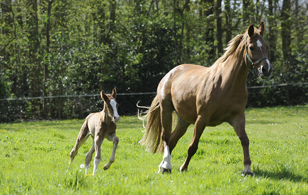 Maartje &amp;amp; Joop Hanse with Lelegro and Maifleur. Lelegro is the full brother of Valegro (Negro x Gershwin)