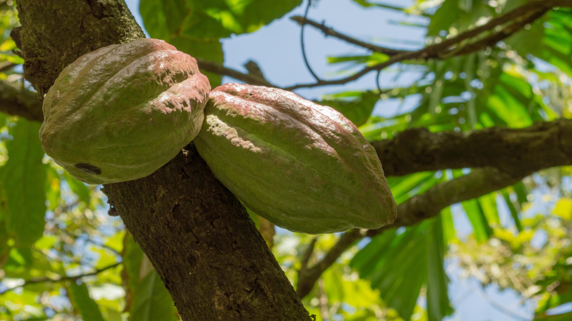 Cocoa pods on a tree in Saint Lucia.