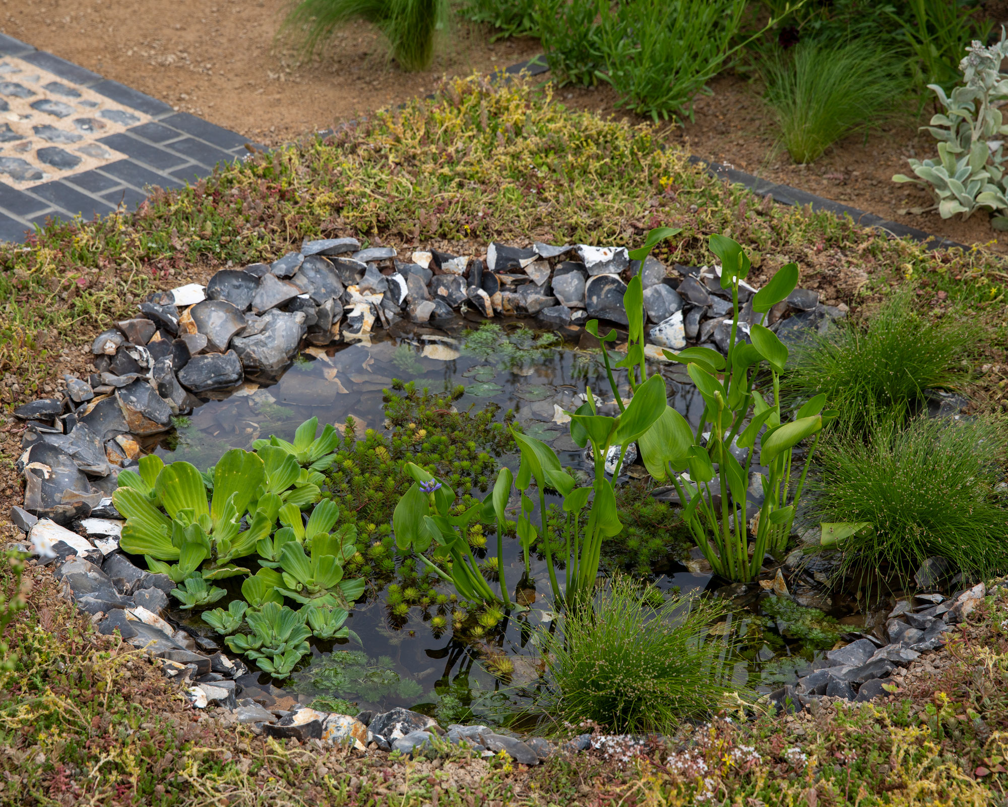 small natural pond with pond plants, edged with rocks
