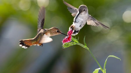 two hummingbirds feeding on flower nectar